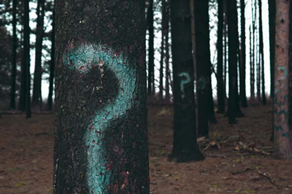 Question marks on trees