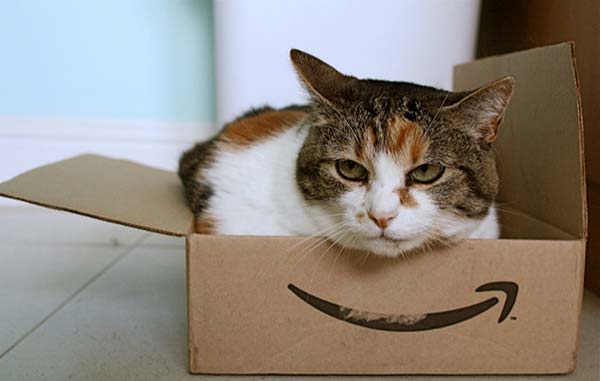 Supporting image - cat in a box