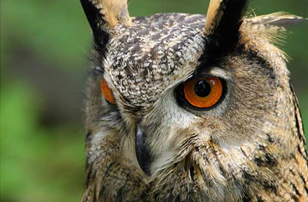 Photo of a owl