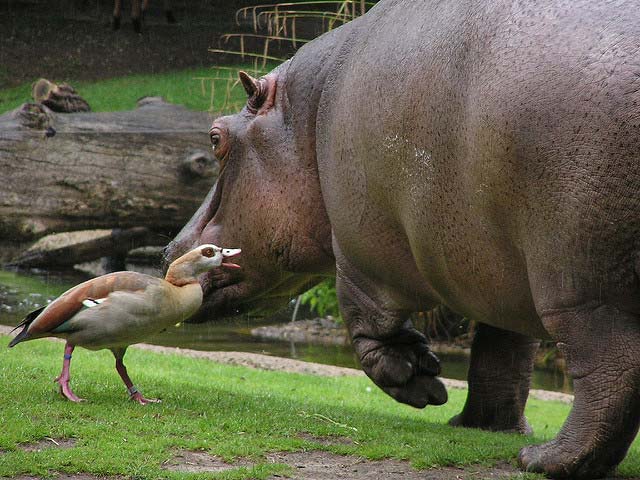 Hippo photo