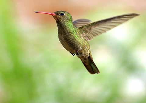 Supporting photo - a humming bird