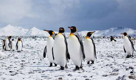 Supporting photo - a group of penguins